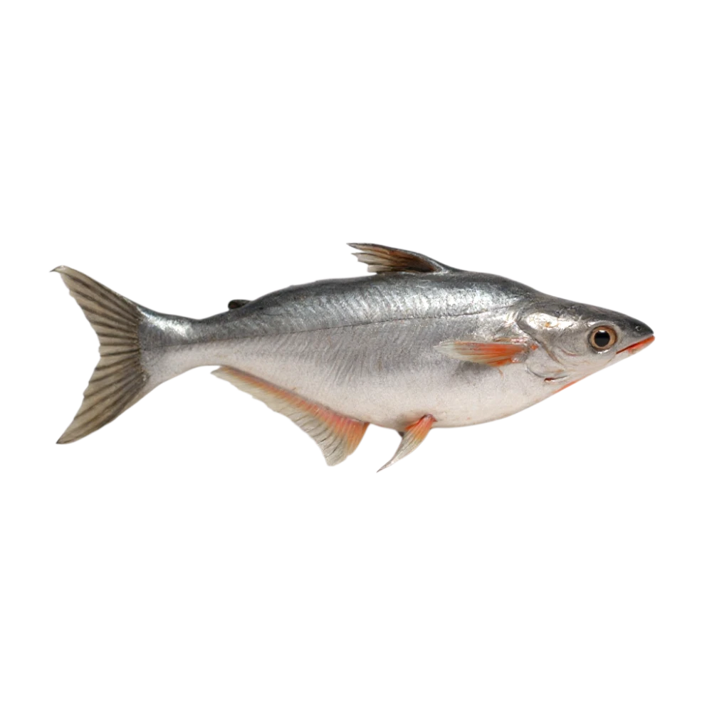 Frozen Pangas Fish(পাঙ্গাস মাছ) – 1.5kg Pangash Cut Pieces